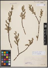 Salix burjatica Nasarow